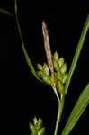 Inflated narrow-leaf sedge